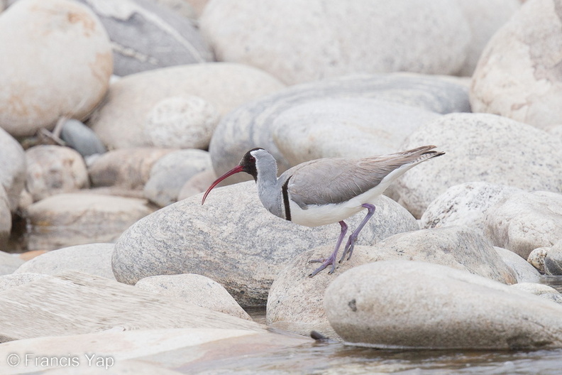 Ibisbill-130425-106EOS1D-FY1X5922-W.jpg