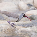 Ibisbill-130425-106EOS1D-FY1X6019.jpg