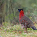 Satyr_Tragopan-130429-107EOS1D-FY1X4021.jpg