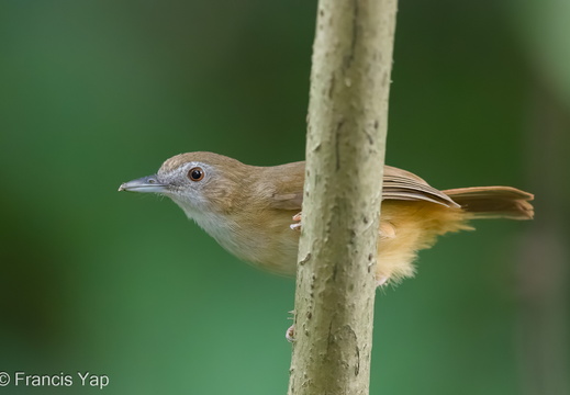 Abbott's Babbler - display this album Abbott's Babbler