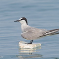 Aleutian_Tern-120923-101EOS1D-FY1X8686-W.jpg