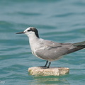 Aleutian_Tern-200920-118MSDCF-FYP06000-W.jpg