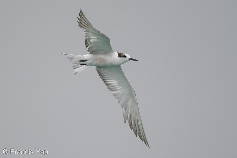 Aleutian_Tern-201018-120MSDCF-FYP03705-W.jpg