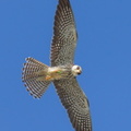 Amur_Falcon-211201-130MSDCF-FRY05037-W.jpg