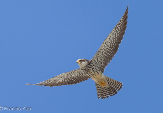 Amur Falcon - display this album Amur Falcon