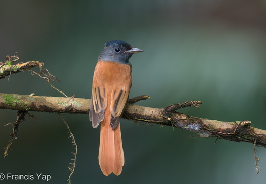 Amur Paradise Flycatcher - display this album Amur Paradise Flycatcher
