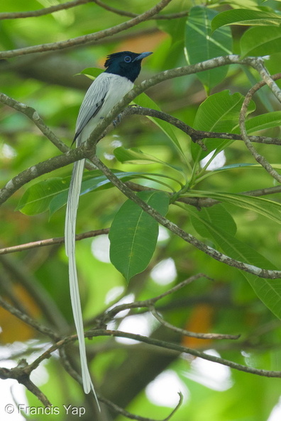 Amur_Paradise_Flycatcher-250406-102FRYAP-FYA04458-W.jpg