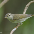 Arctic_Warbler-190428-117ND500-FYP_0146-W.jpg
