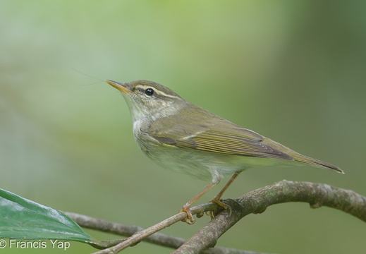 Arctic Warbler - display this album Arctic Warbler