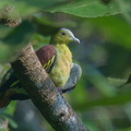 Ashy-headed_Green_Pigeon-211010-122MSDCF-FRY04748-W.jpg