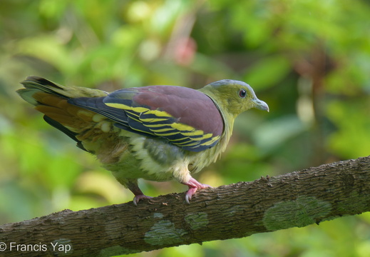 Ashy-headed Green Pigeon - display this album Ashy-headed Green Pigeon