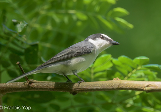 Ashy Minivet - display this album Ashy Minivet