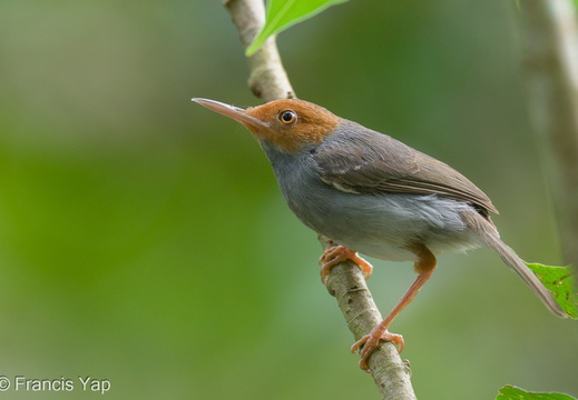 Ashy Tailorbird - display this album Ashy Tailorbird