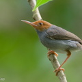 Ashy_Tailorbird-220209-140MSDCF-FRY03880-W.jpg