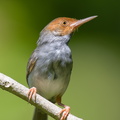 Ashy_Tailorbird-220305-141MSDCF-FRY09885-W.jpg