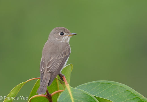 Asian Brown Flycatcher - display this album Asian Brown Flycatcher