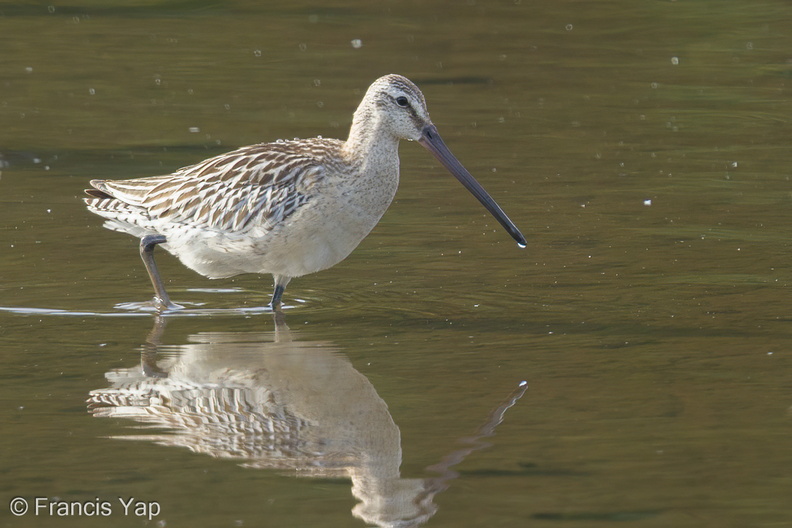 Asian_Dowitcher-130911-110EOS1D-FY1X1456-W.jpg