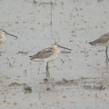 Asian_Dowitcher-150921-102EOS7D-FY7D9488-W.jpg