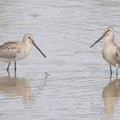Asian_Dowitcher-230903-208MSDCF-FYP01603-W.jpg
