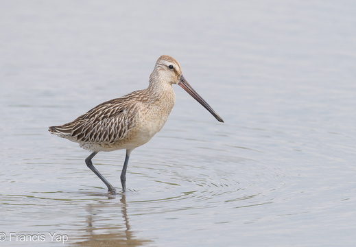 Asian Dowitcher - display this album Asian Dowitcher