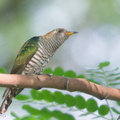 Asian_Emerald_Cuckoo-180103-107ND500-FYP_4009-W.jpg