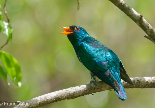 Asian Emerald Cuckoo - display this album Asian Emerald Cuckoo