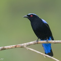 Asian_Fairy-bluebird-171023-105ND500-FYP_0164-W.jpg