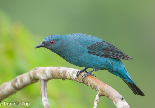Asian Fairy-bluebird - display this album Asian Fairy-bluebird