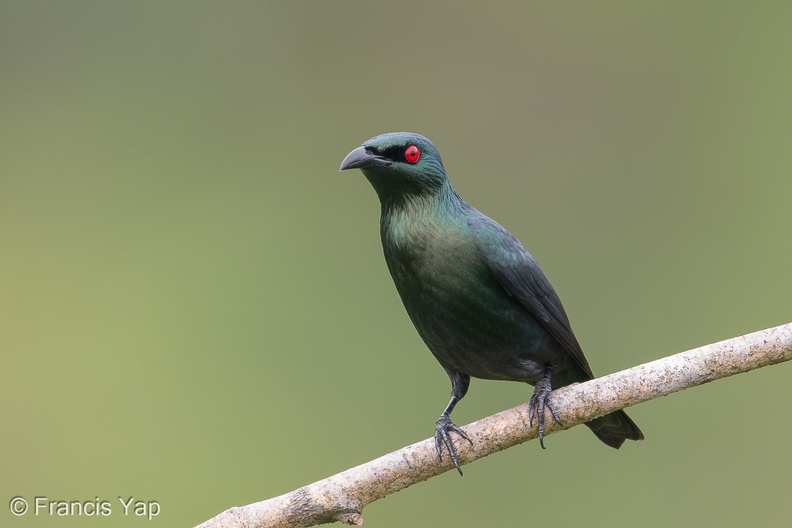 Asian_Glossy_Starling-171023-105ND500-FYP_0726-W.jpg
