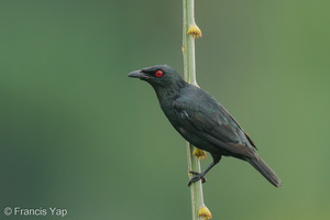 Asian Glossy Starling-220629-150MSDCF-FYP07757-W.jpg