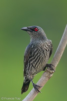 Asian Glossy Starling-240404-221MSDCF-FYP06183-W.jpg