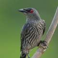 Asian_Glossy_Starling-240404-221MSDCF-FYP06183-W.jpg