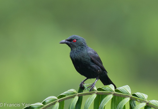 Asian Glossy Starling - display this album Asian Glossy Starling