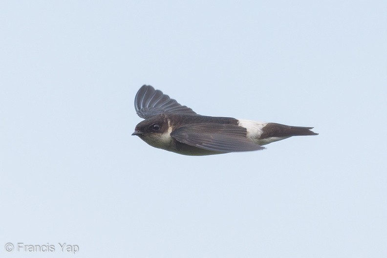 Asian_House_Martin-171020-104ND500-FYP_8753-W.jpg