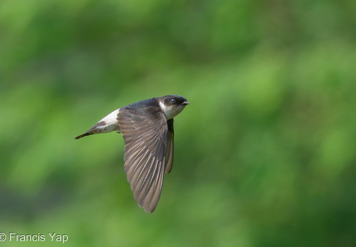 Asian House Martin - display this album Asian House Martin