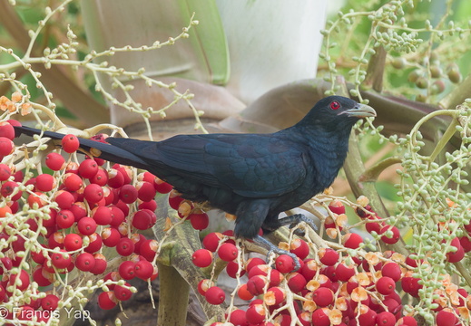 Asian Koel - display this album Asian Koel