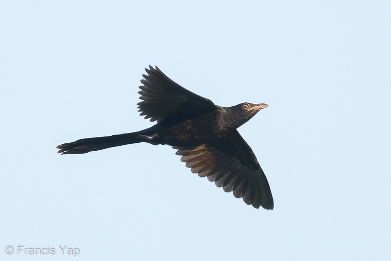 Asian_Koel-210316-104MSDCF-FRY08798-W.jpg