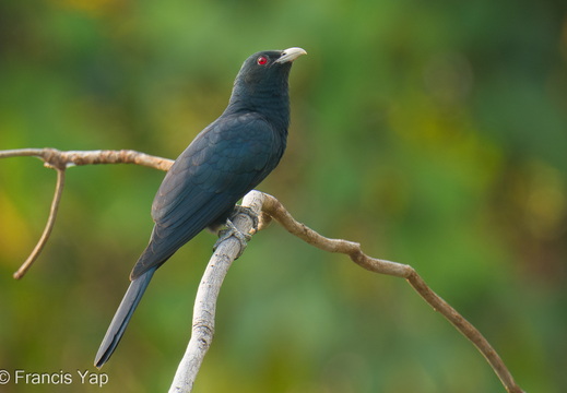 Asian Koel