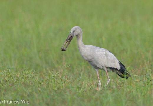 Asian Openbill - display this album Asian Openbill