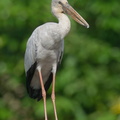 Asian_Openbill-200112-110MSDCF-FYP00707-W.jpg