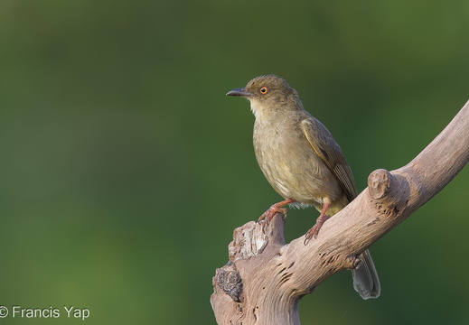 Asian Red-eyed Bulbul - display this album Asian Red-eyed Bulbul
