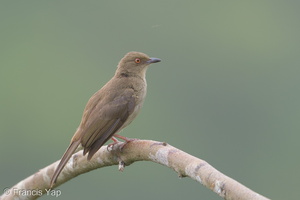 Asian Red-eyed Bulbul-180119-107ND500-FYP_5732-W.jpg