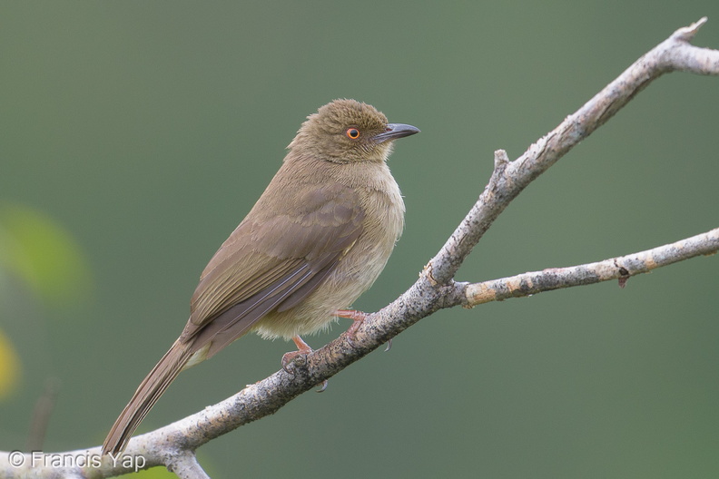 Asian_Red-eyed_Bulbul-190215-115ND500-FYP_6484-W.jpg