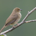 Asian_Red-eyed_Bulbul-190215-115ND500-FYP_6484-W.jpg