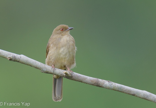 Asian Red-eyed Bulbul