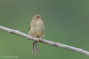 Asian Red-eyed Bulbul-250917-123FRYAP-FYA03251-W.jpg