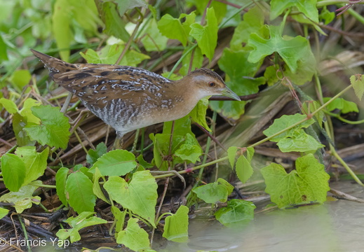 Baillon's Crake - display this album Baillon's Crake