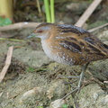 Baillons_Crake-190205-115ND500-FYP_2986-W.jpg