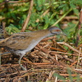 Baillons_Crake-250420-105FRYAP-FYA01442-W.jpg