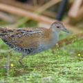 Baillons_Crake-251215-145FRYAP-FYA01881-W.jpg